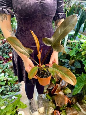 Philodendron Florida Bronze fi12