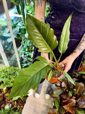 Philodendron Choco empress fi12