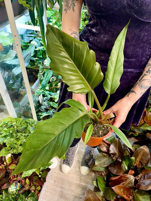 Philodendron Choco empress fi12