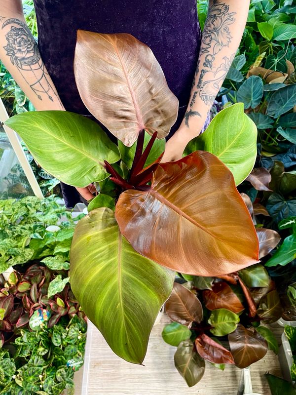 Philodendron Sunlight fi12