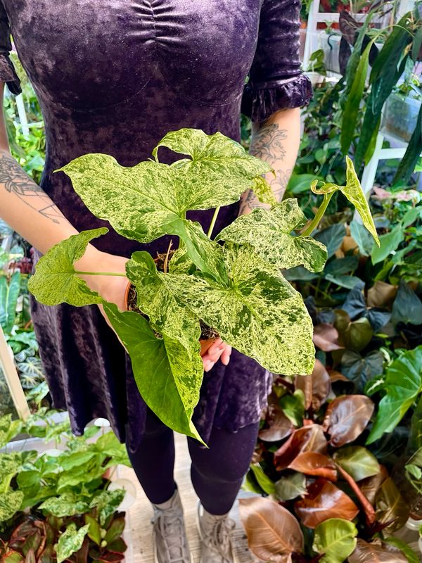 Syngonium Mojito ( Mottled)