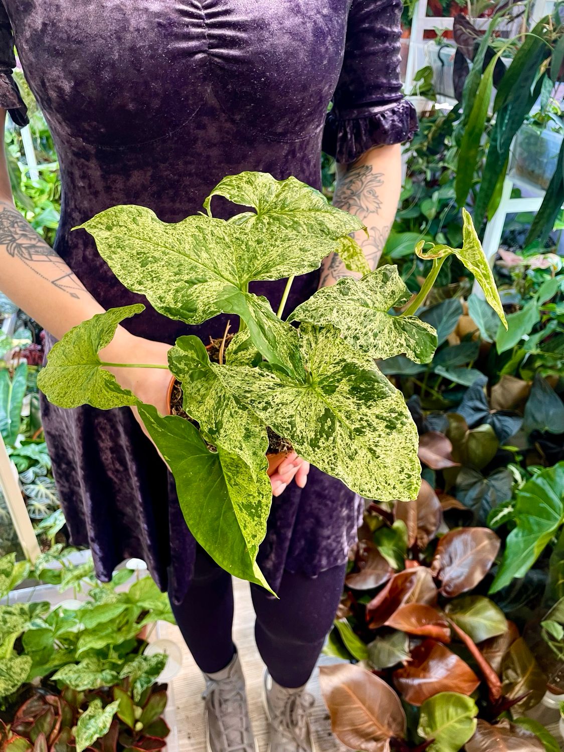 Syngonium Mojito ( Mottled)