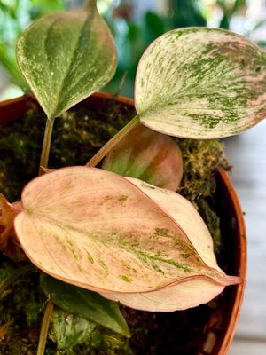 Philodendron Micans variagata pink fi10,50