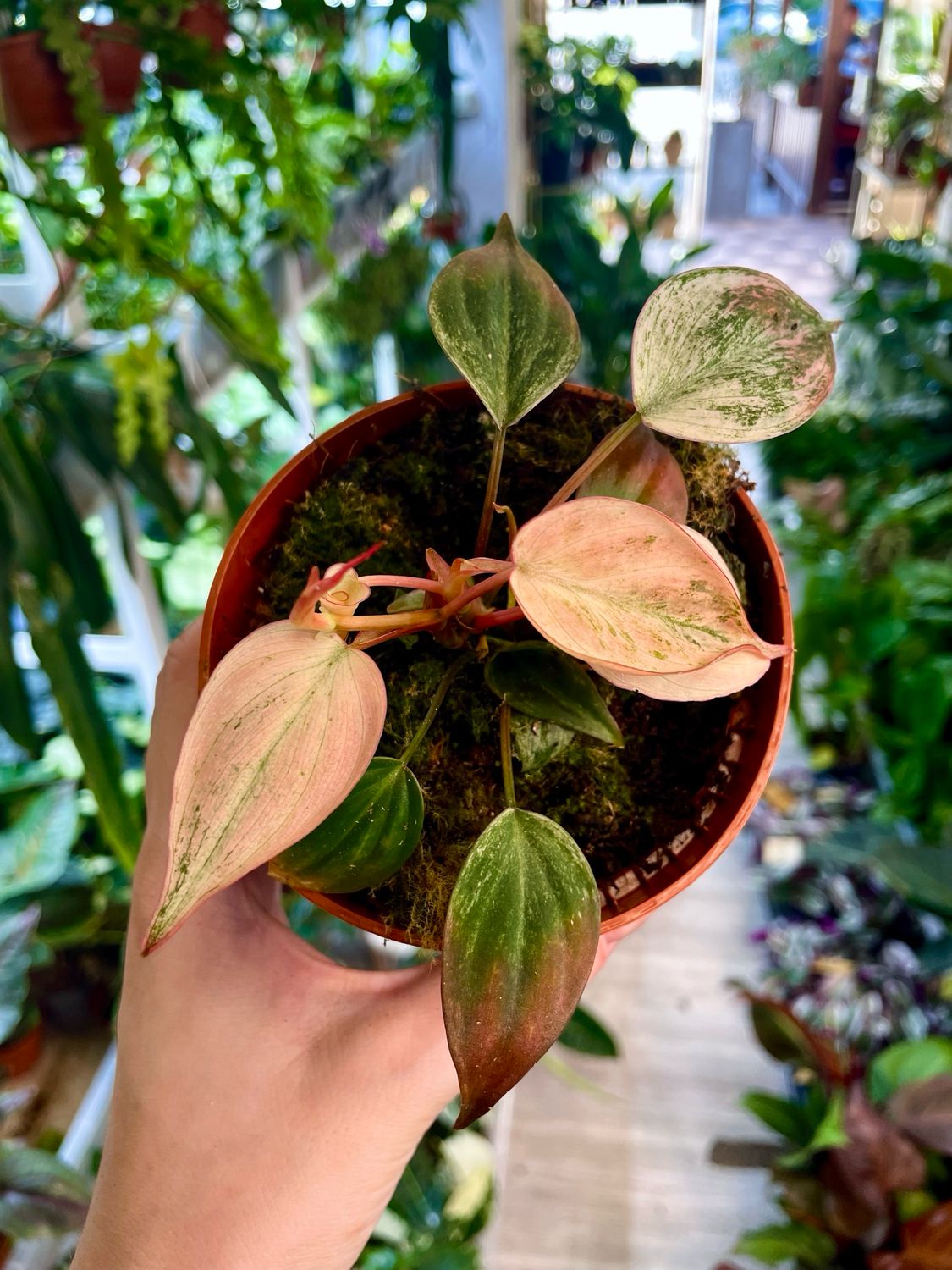 Philodendron Micans variagata pink fi10,50