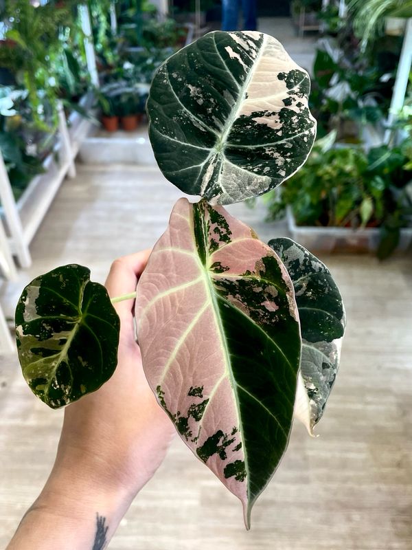 Alocasia Black Velvet Pink Variegata fi7