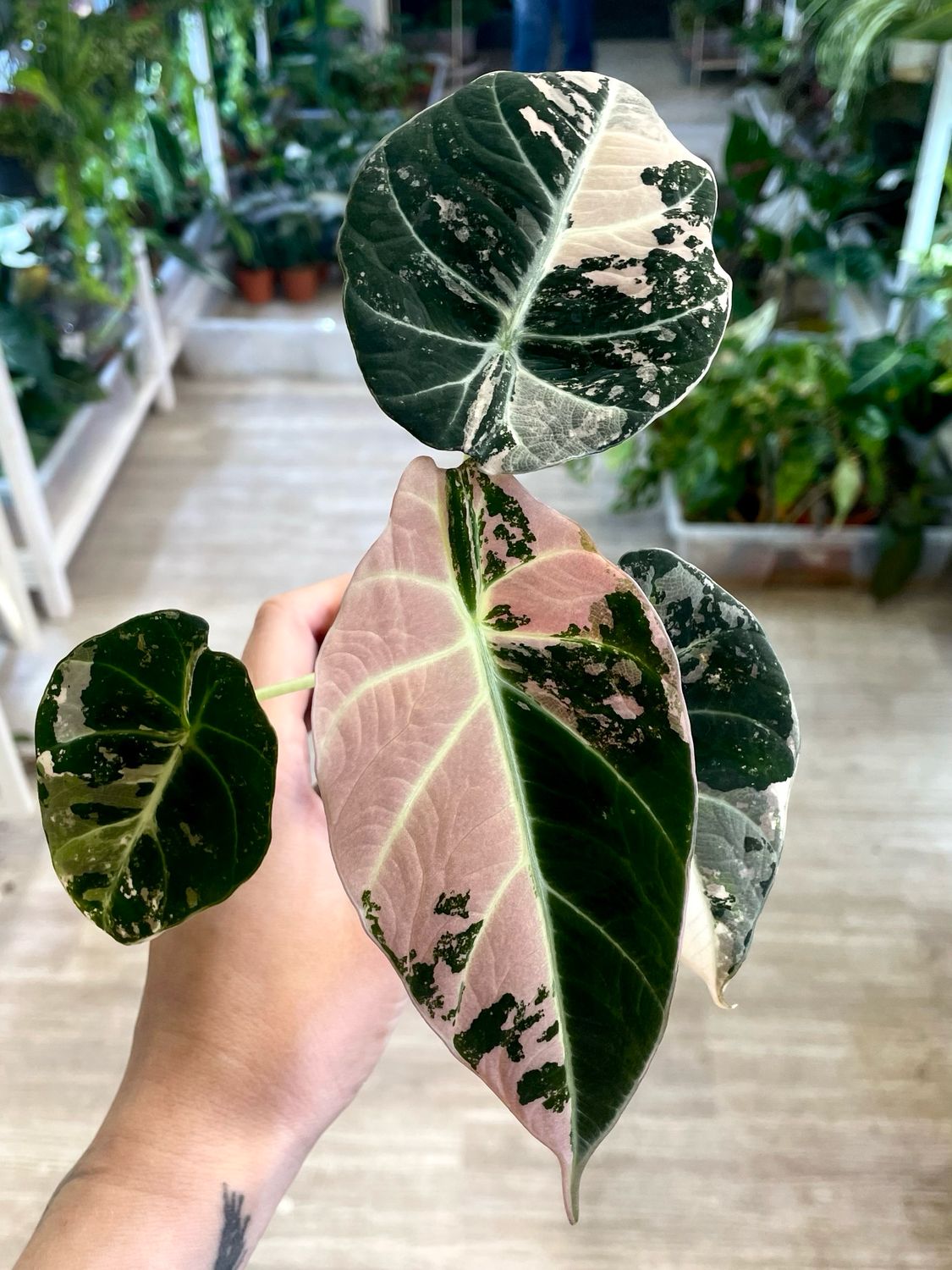 Alocasia Black Velvet Pink Variegata fi7