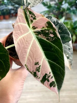 Alocasia Black Velvet Pink Variegata fi7