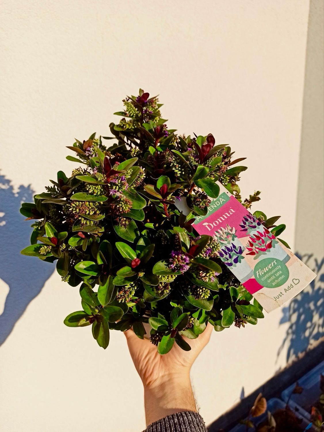 Hebe Vinoa Purple fi17