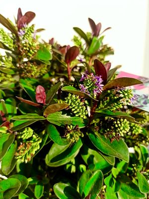 Hebe Vinoa Purple fi17