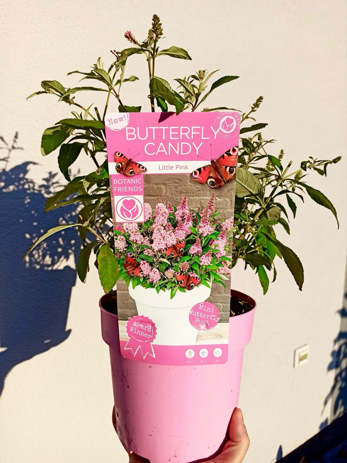 Buddleja davidii Butterfly Candy Little Pink fi19