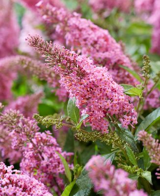 Buddleja davidii Butterfly Candy Little Pink fi19