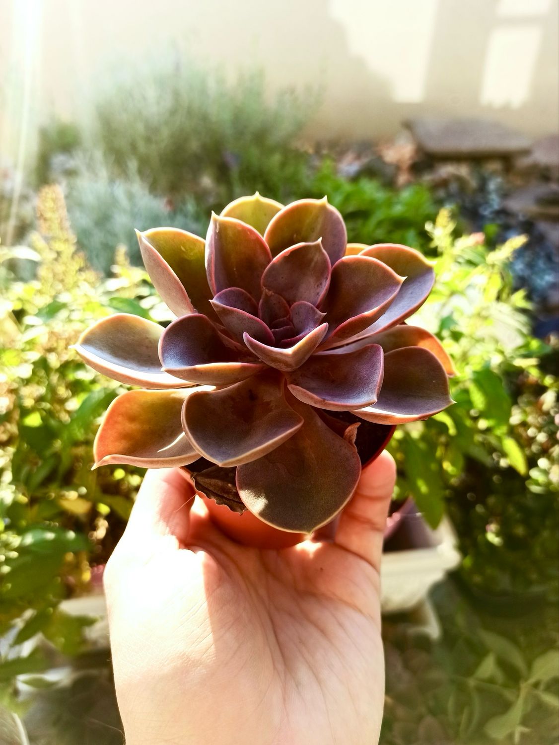Echeveria magic parel fi8,5