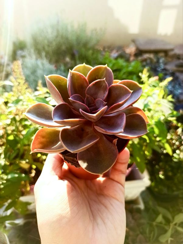Echeveria magic parel fi8,5
