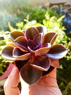 Echeveria magic parel fi8,5
