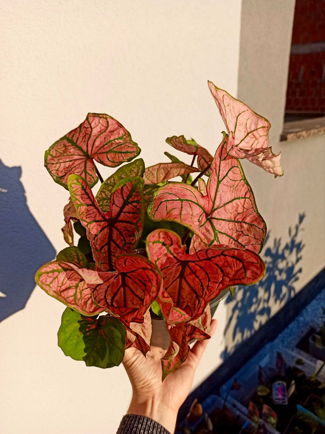 Caladium Spring fling fi21