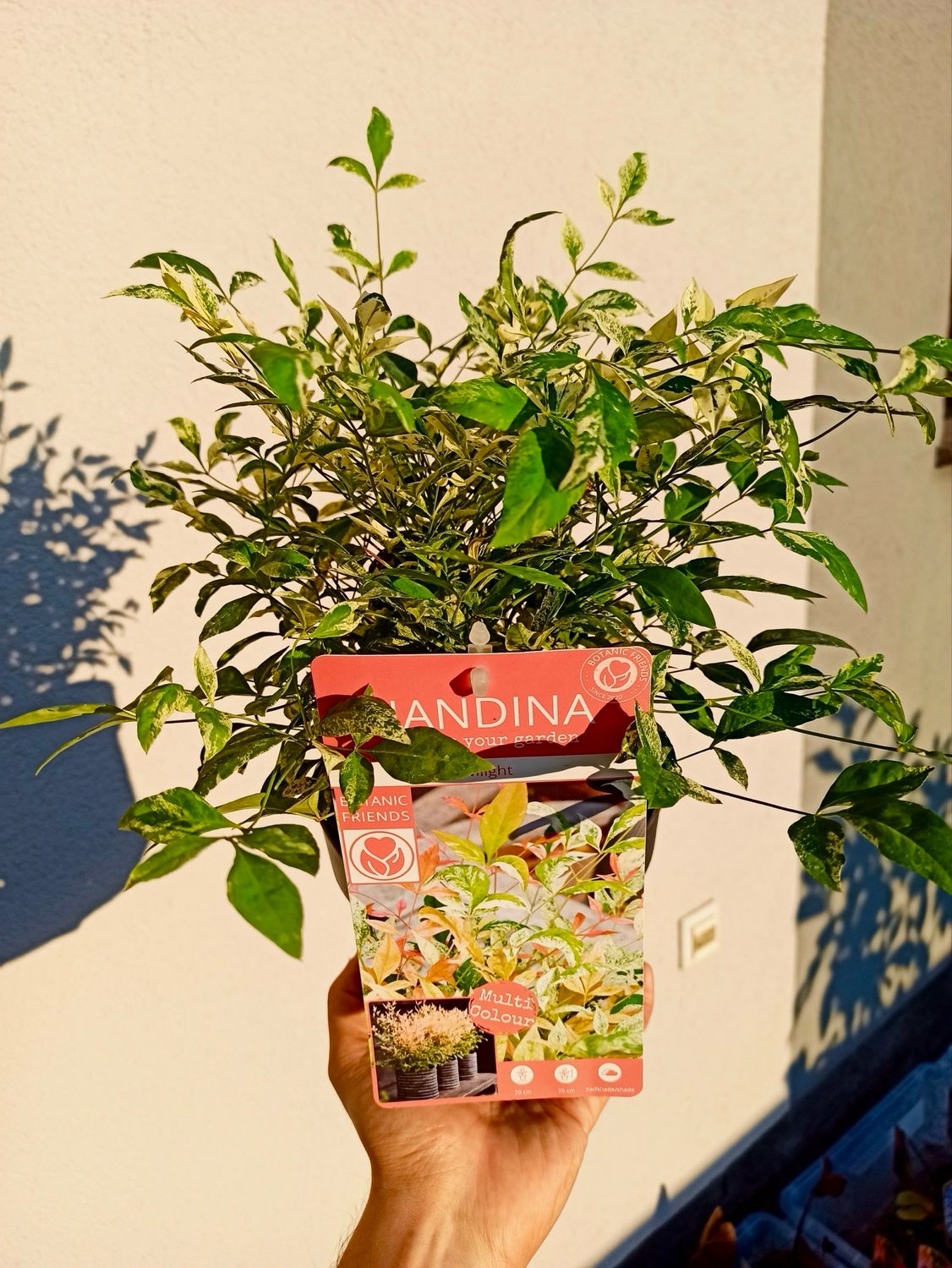 Nandina domestica twilight fi15