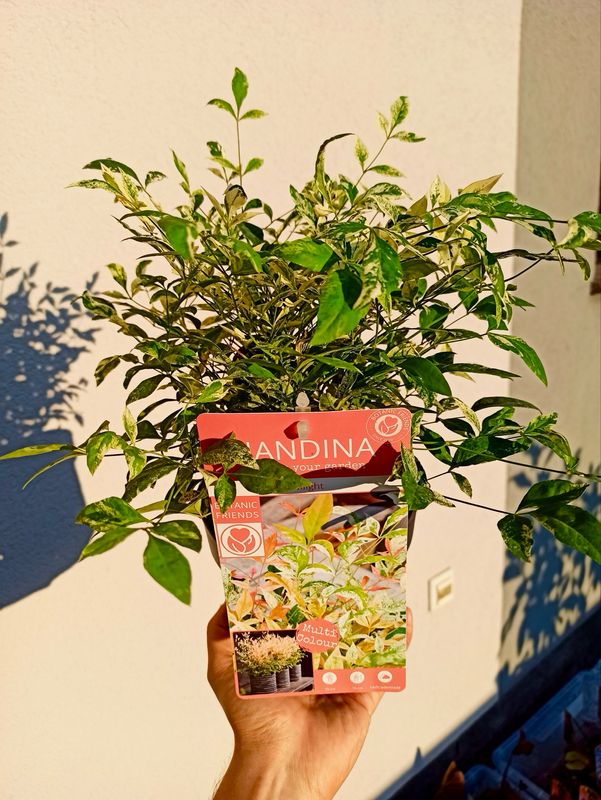 Nandina domestica twilight fi15