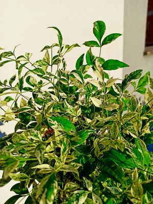 Nandina domestica twilight fi15