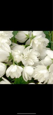 Philadelphis Snowbelle fi17
