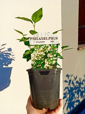 Philadelphis Snowbelle fi17