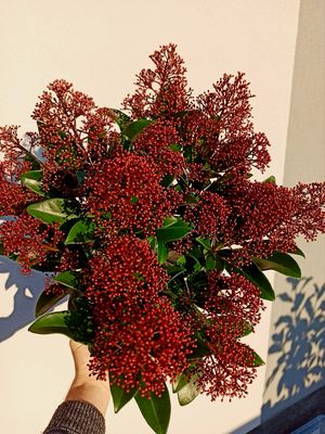 Skimmia Japonica Rubella fi15