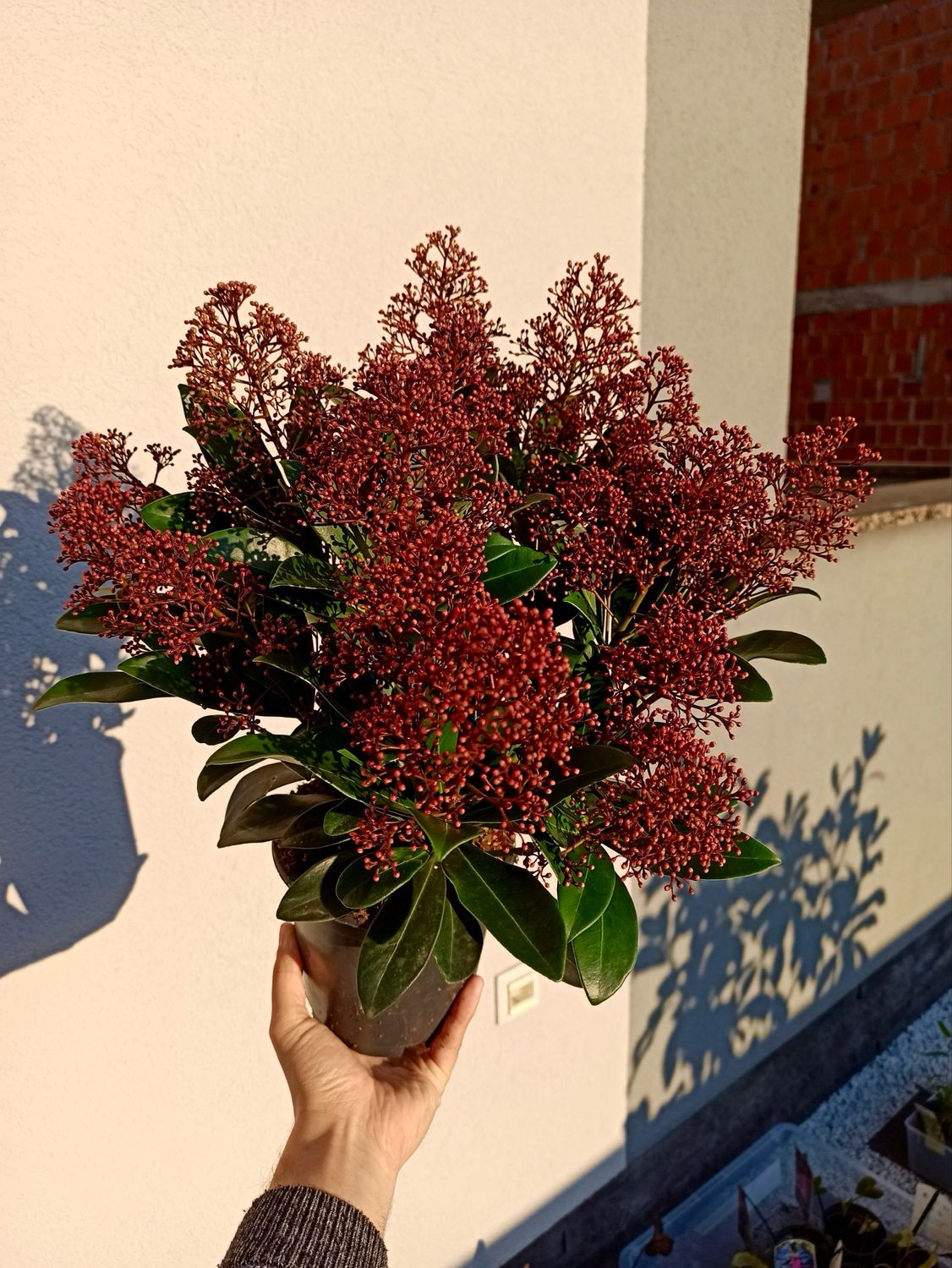 Skimmia Japonica Rubella fi15
