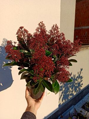 Skimmia Japonica Rubella fi15