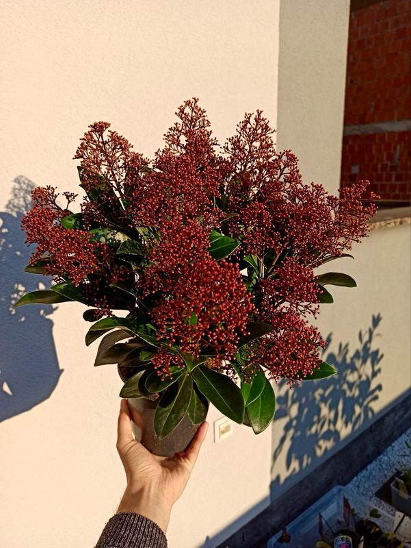 Skimmia Japonica Rubella fi15