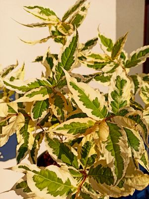 Diervilla splendens Kodiak variegated fi19