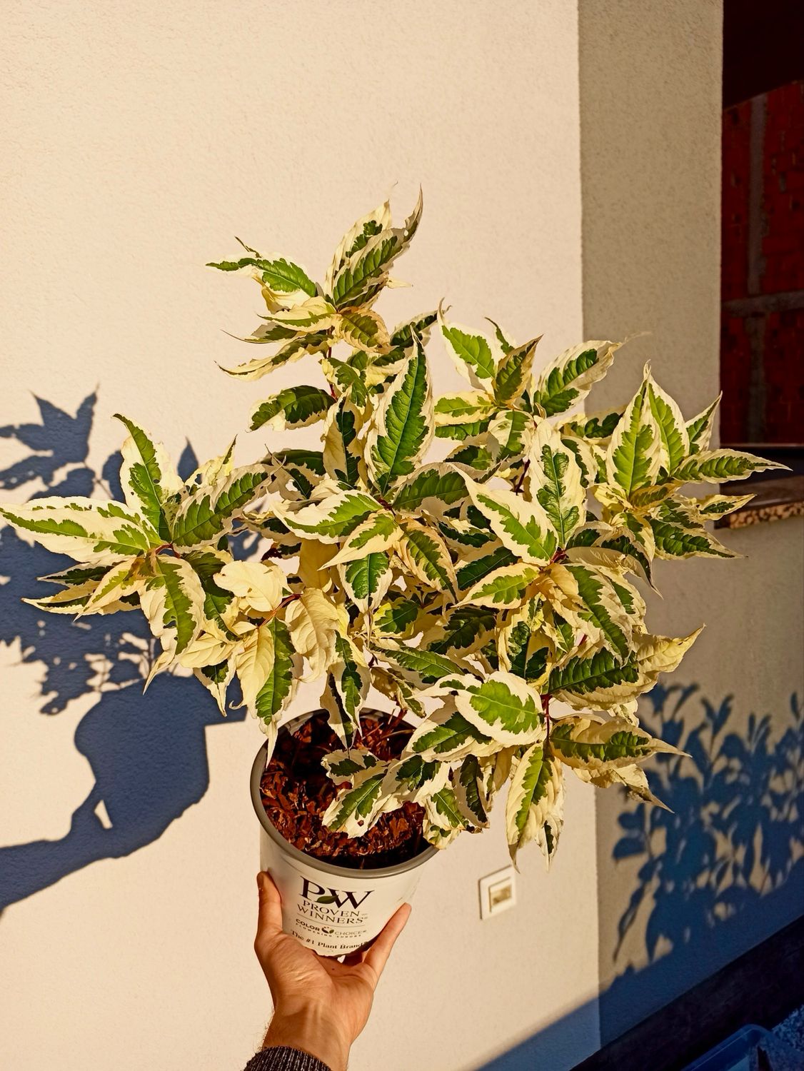 Diervilla splendens Kodiak variegated fi19