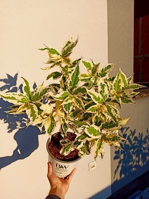 Diervilla splendens Kodiak variegated fi19
