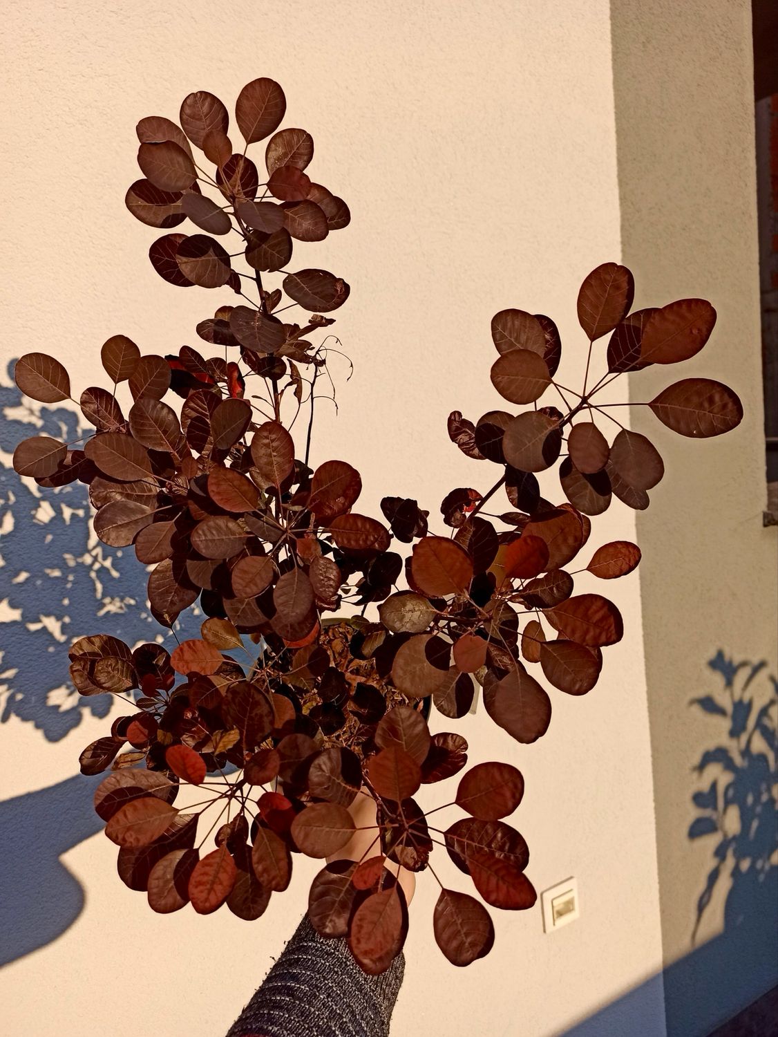 Cotinus coggygria lilla fi19