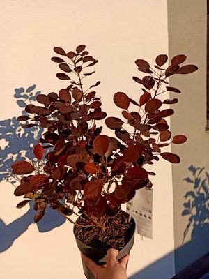 Cotinus coggygria lilla fi19