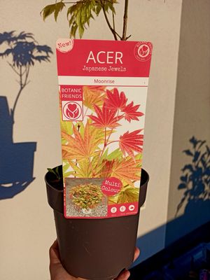 Acer shirasawanum &#39;Moonrise&#39; fi19