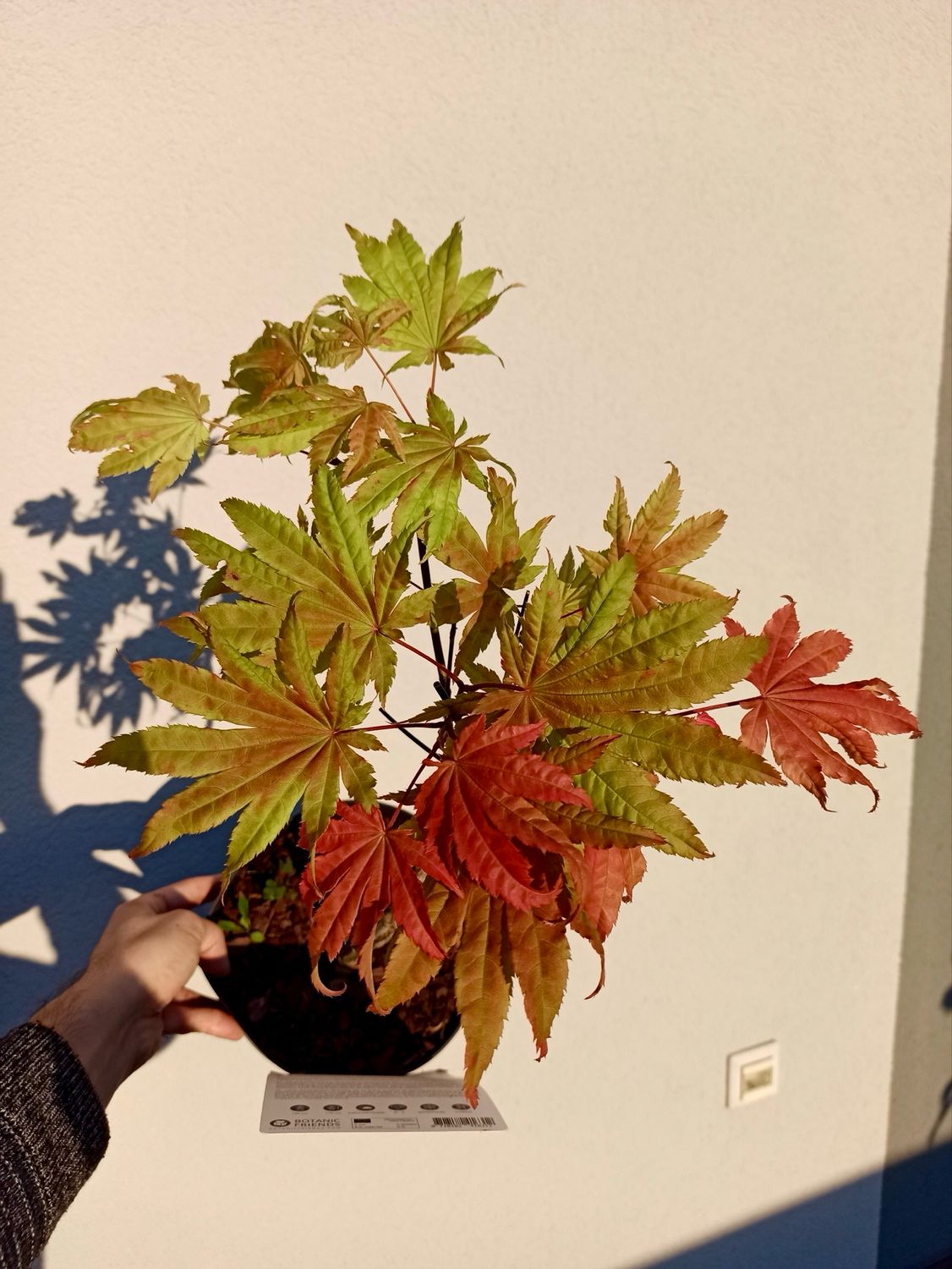Acer shirasawanum &#39;Moonrise&#39; fi19