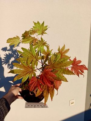 Acer shirasawanum &#39;Moonrise&#39; fi19