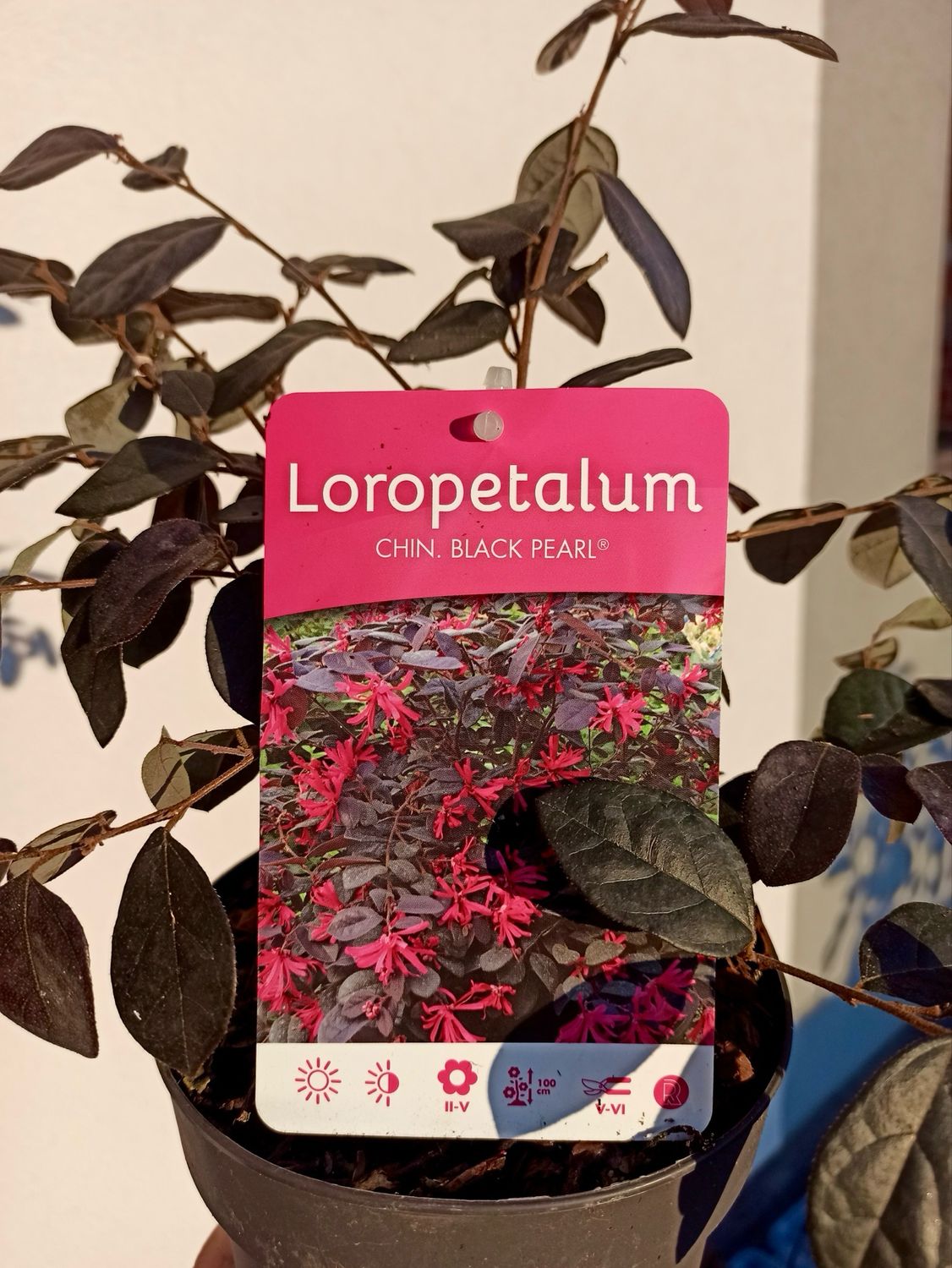 Loropetalum chinense &#39;Black Pearl&#39; crni biser fi15