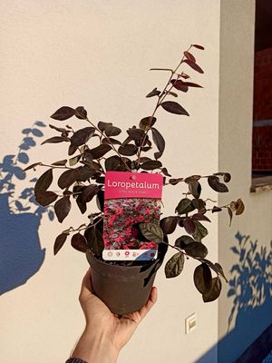 Loropetalum chinense &#39;Black Pearl&#39; crni biser fi15