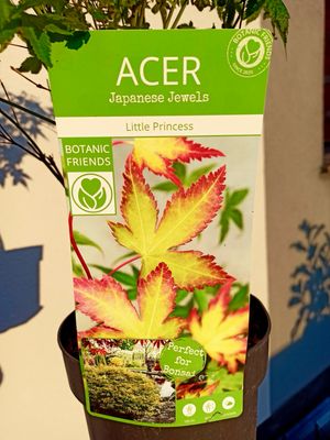 Acer palmatum &#39;Little Princess&#39; fi19