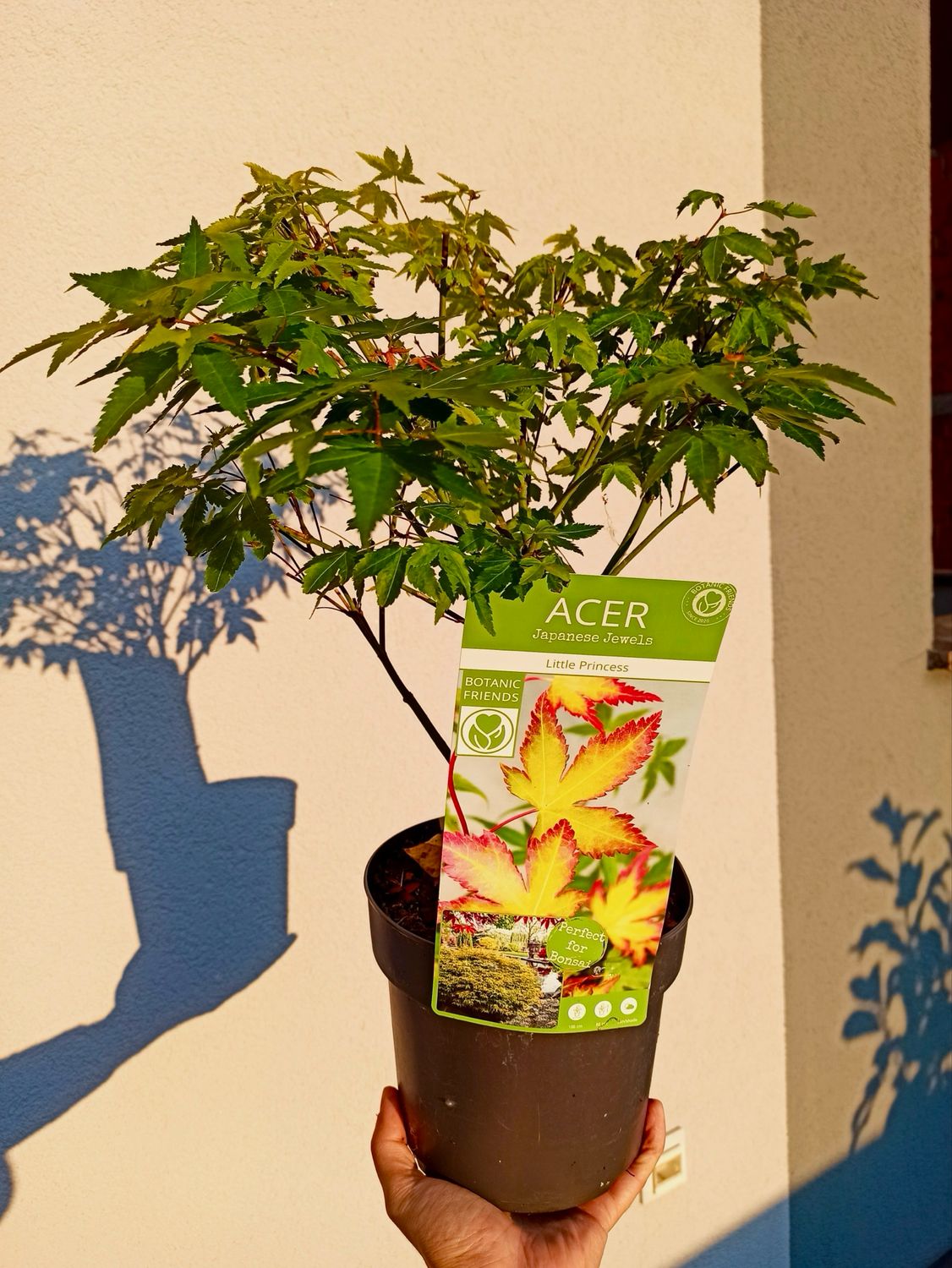 Acer palmatum &#39;Little Princess&#39; fi19