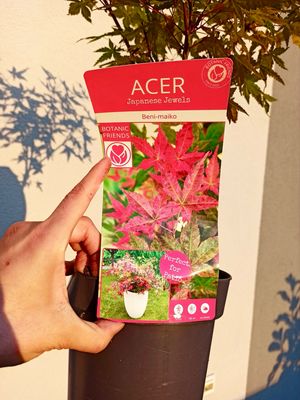 Acer palmatum “Beni Maiko” fi19