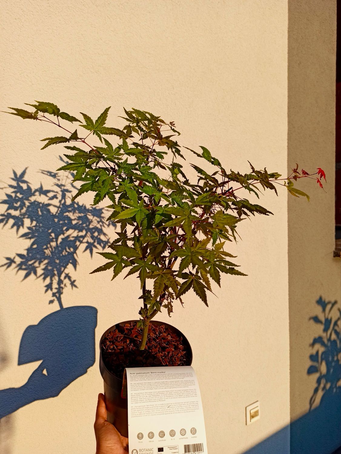 Acer palmatum “Beni Maiko” fi19