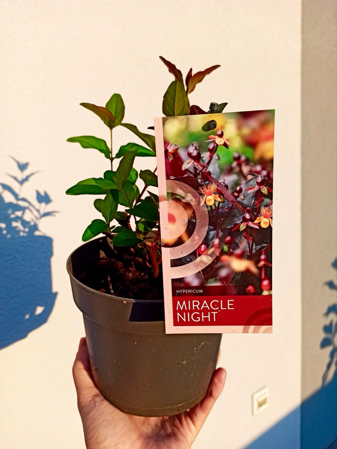 Hypericum Miracle Night fi17