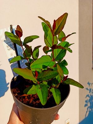 Hypericum Miracle Night fi17
