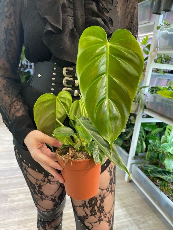 Philodendron Esmeraldense fi12
