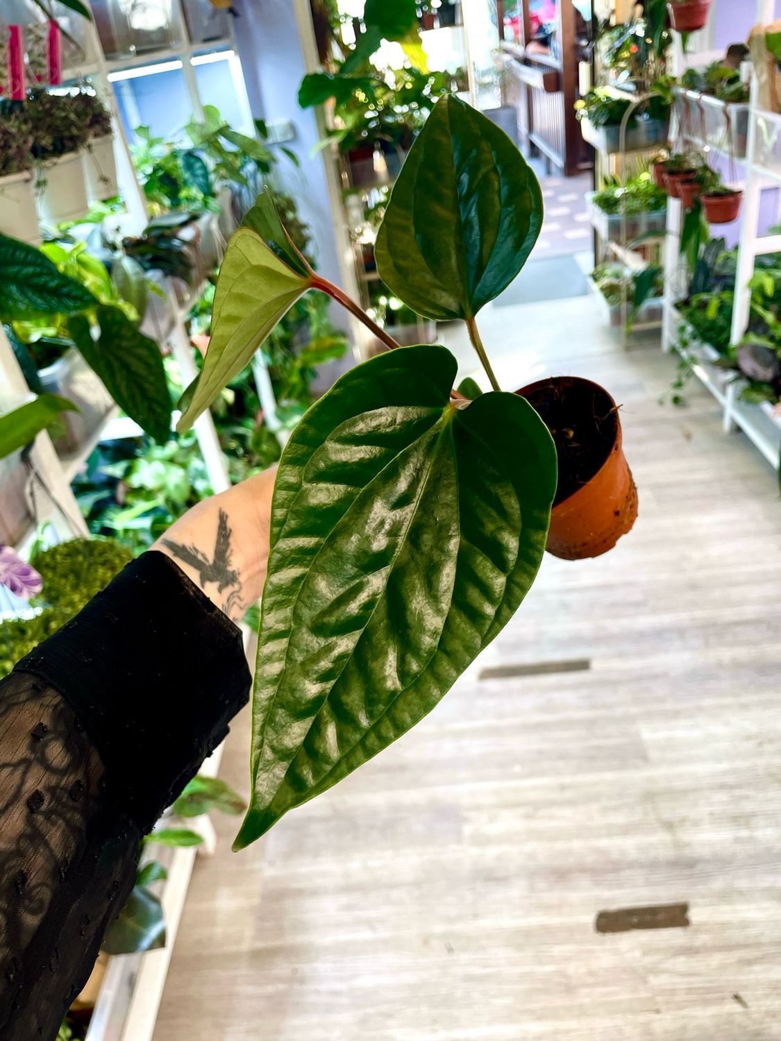 Anthurium Nigrolaminum ‘Gigi’ x Luxurians fi9