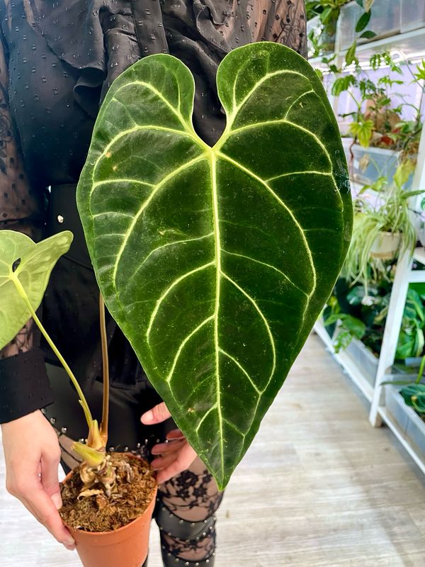 Anthurium Regale fi12