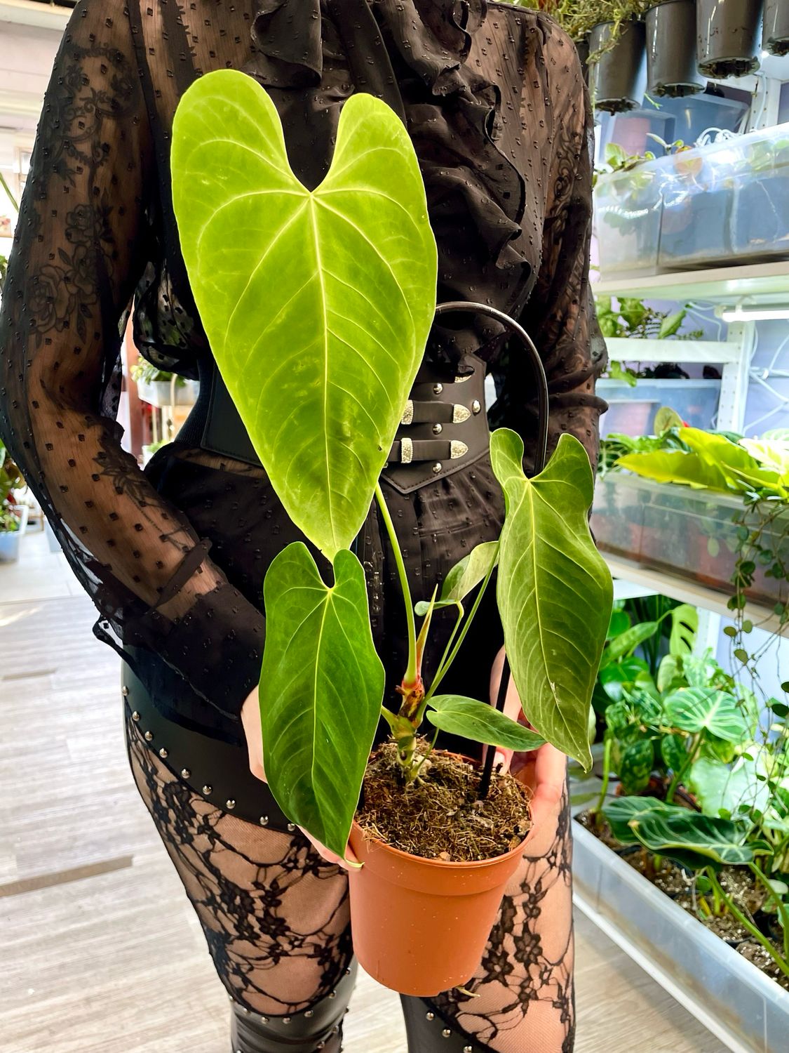 Anthurium Queremalense fi12