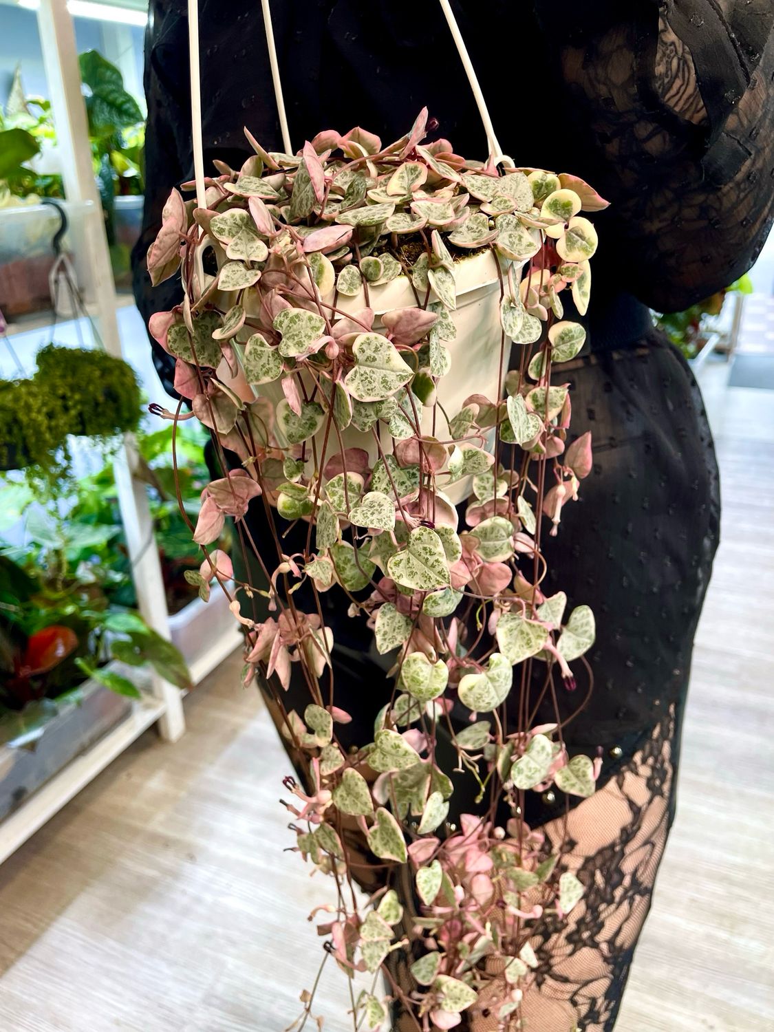 Ceropegia woodii string of hearts (niz srca) variegata visilica fi14