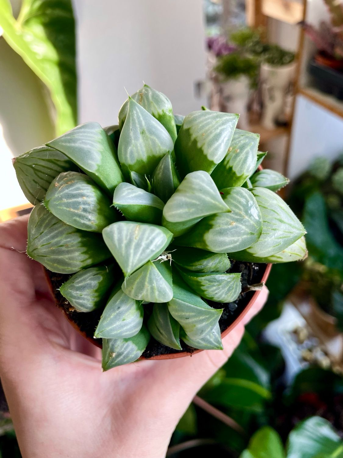 Haworthia retusa white fi8